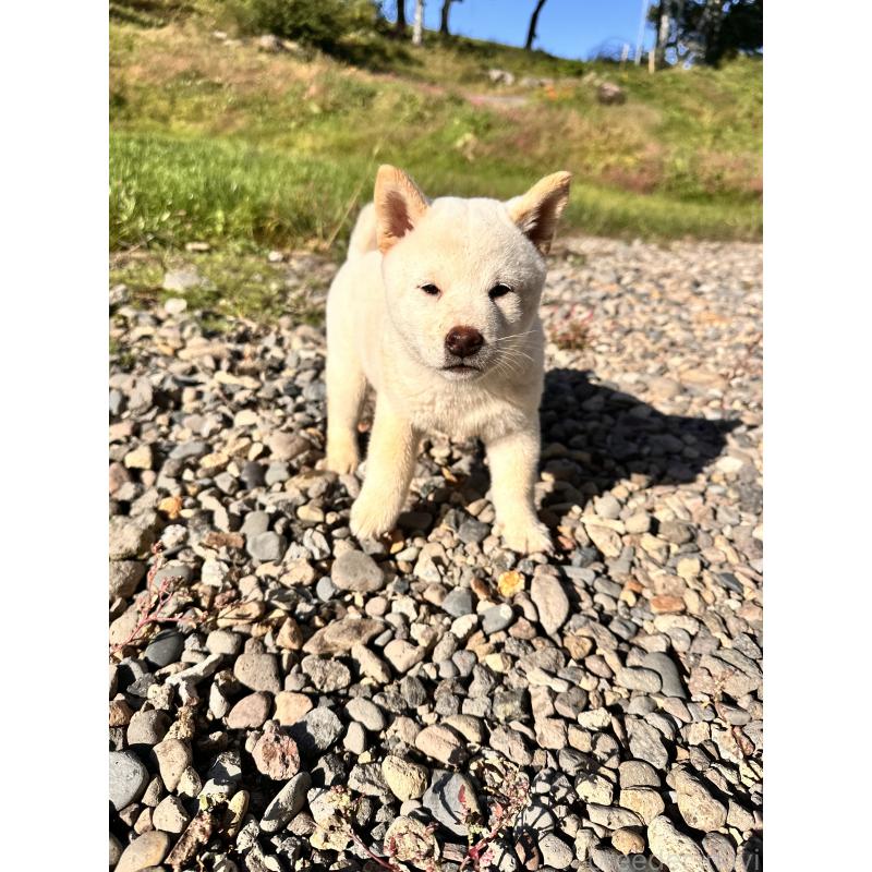 成約済の北海道の柴犬-412344の8枚目