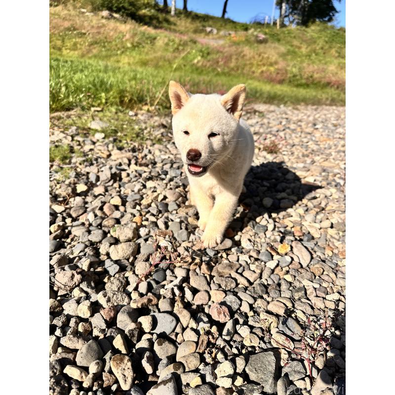 成約済の北海道の柴犬-412344の7枚目