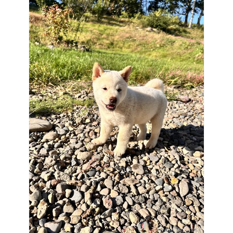 成約済の北海道の柴犬-412344の6枚目