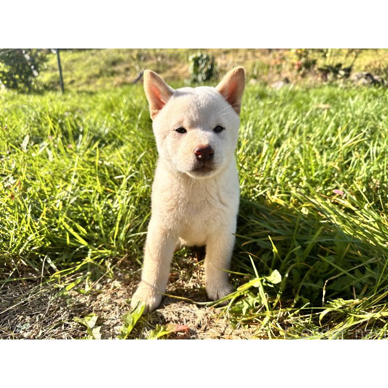 成約済の北海道の柴犬-412344の3枚目