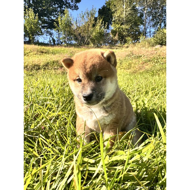 販売中の北海道の柴犬-415711の4枚目