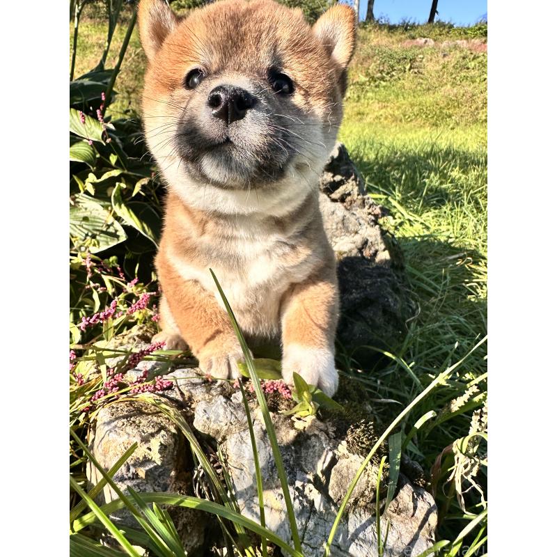 販売中の北海道の柴犬-415711の3枚目