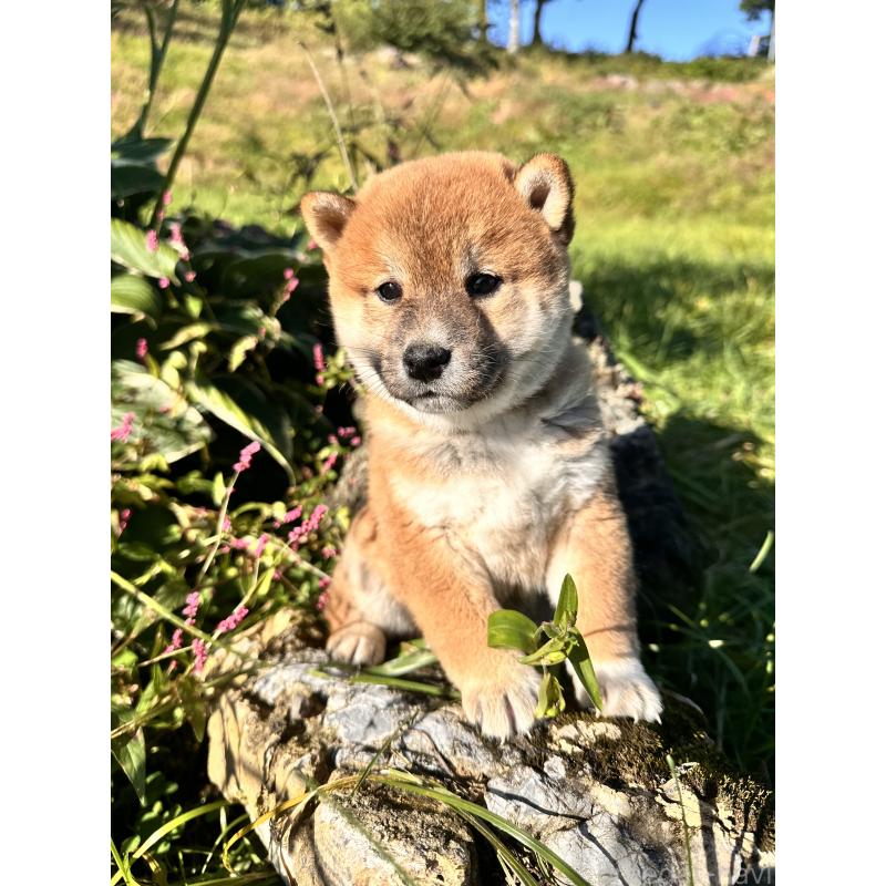 販売中の北海道の柴犬-415711の2枚目