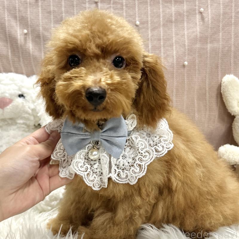 販売中の栃木県のトイプードル-415723の2枚目
