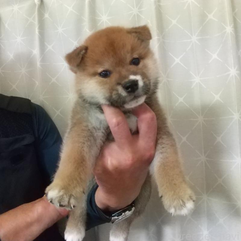 販売中のの柴犬-415727