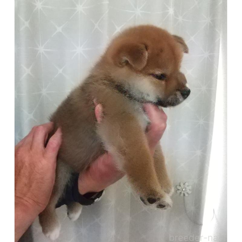 販売中の大分県の柴犬-415727の5枚目