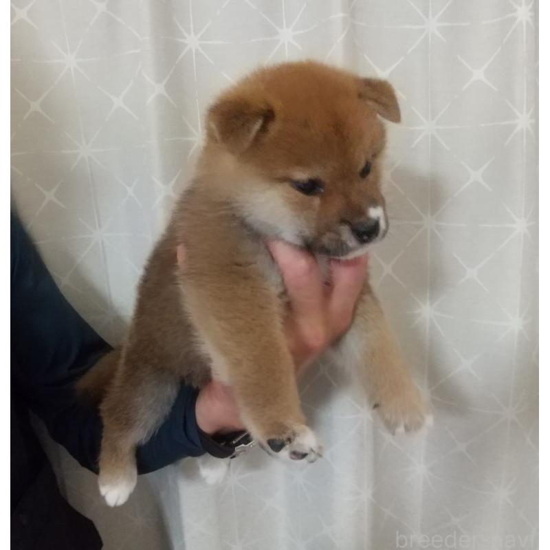販売中の大分県の柴犬-415727の4枚目