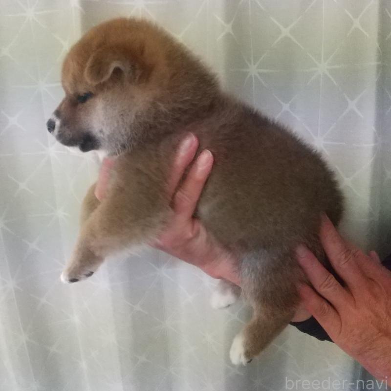 販売中の大分県の柴犬-415727の3枚目