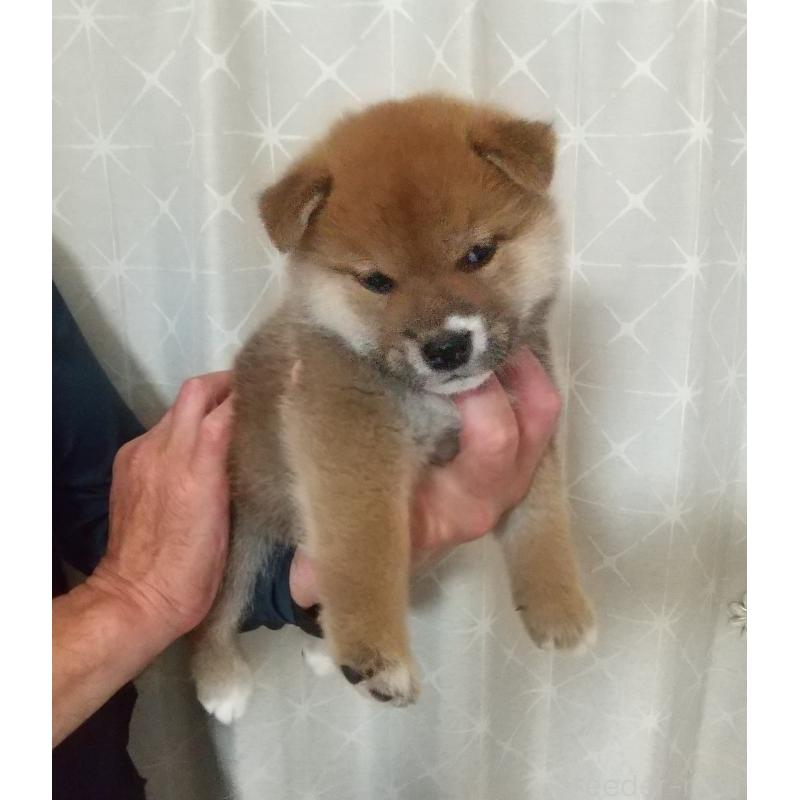 販売中の大分県の柴犬-415727の2枚目