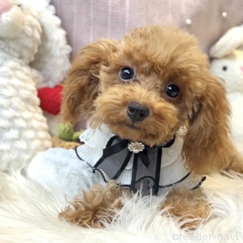 販売中の栃木県のトイプードル-415724の10枚目