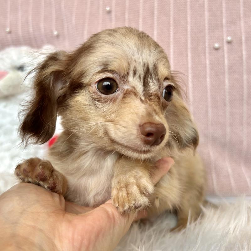 販売中の栃木県のチワックス:チワワ×ミニチュアダックスフンド-415729の7枚目