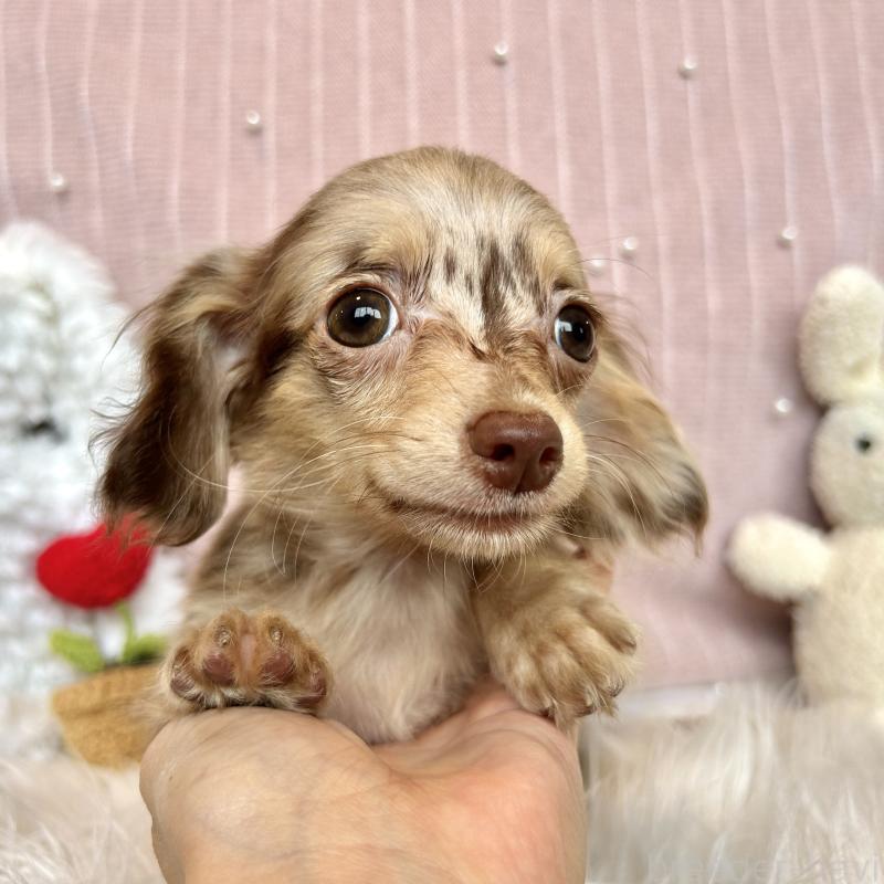 販売中の栃木県のチワックス:チワワ×ミニチュアダックスフンド-415729の6枚目