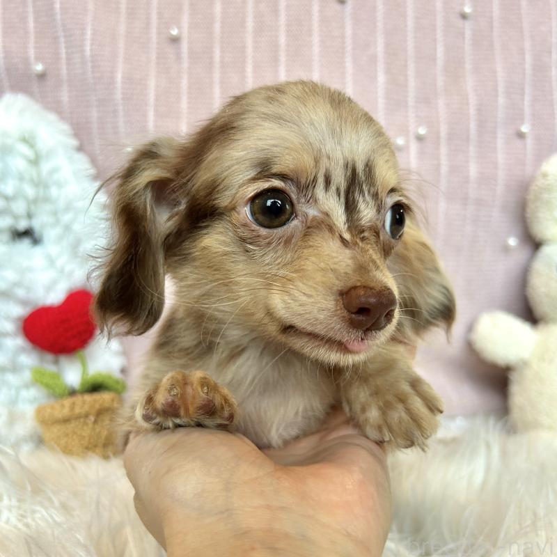 販売中の栃木県のチワックス:チワワ×ミニチュアダックスフンド-415729の5枚目