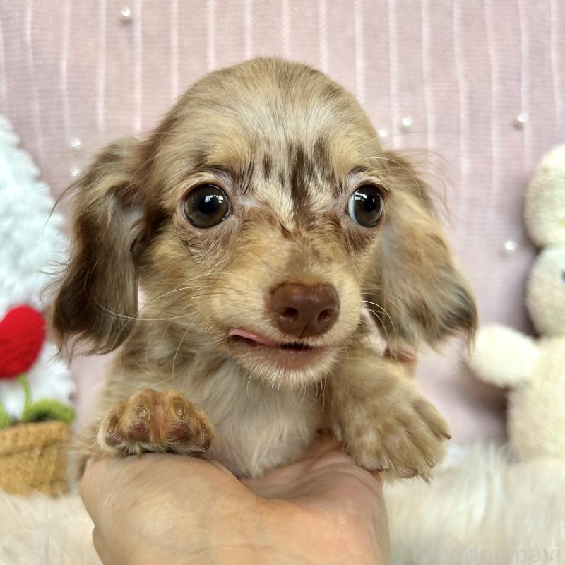 販売中の栃木県のチワックス:チワワ×ミニチュアダックスフンド-415729の4枚目