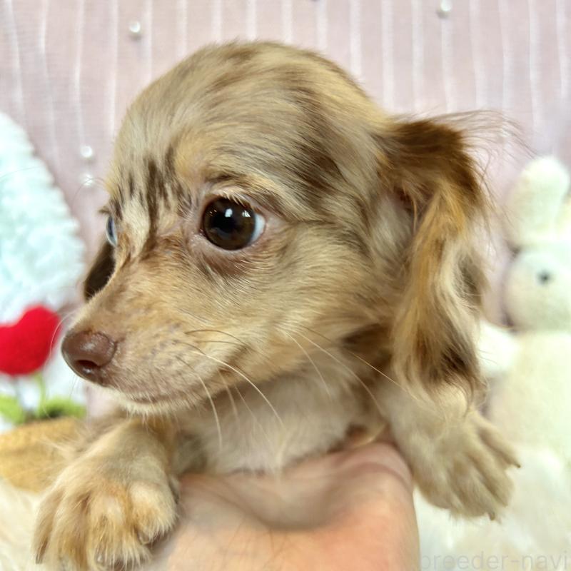販売中の栃木県のチワックス:チワワ×ミニチュアダックスフンド-415729の3枚目