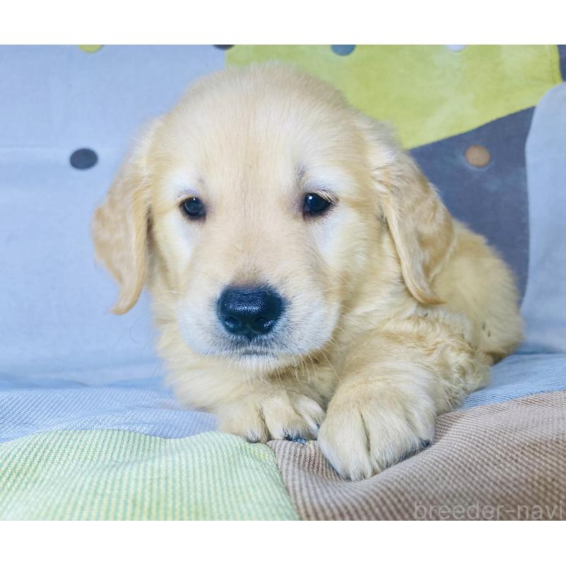 販売中の静岡県のゴールデンレトリーバー-415687の3枚目