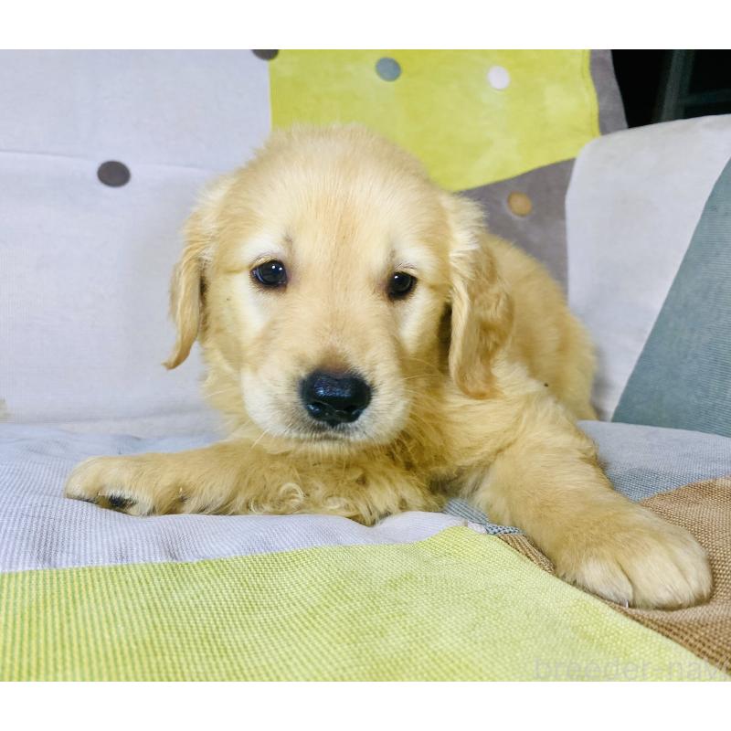 販売中の静岡県のゴールデンレトリーバー-415687の2枚目