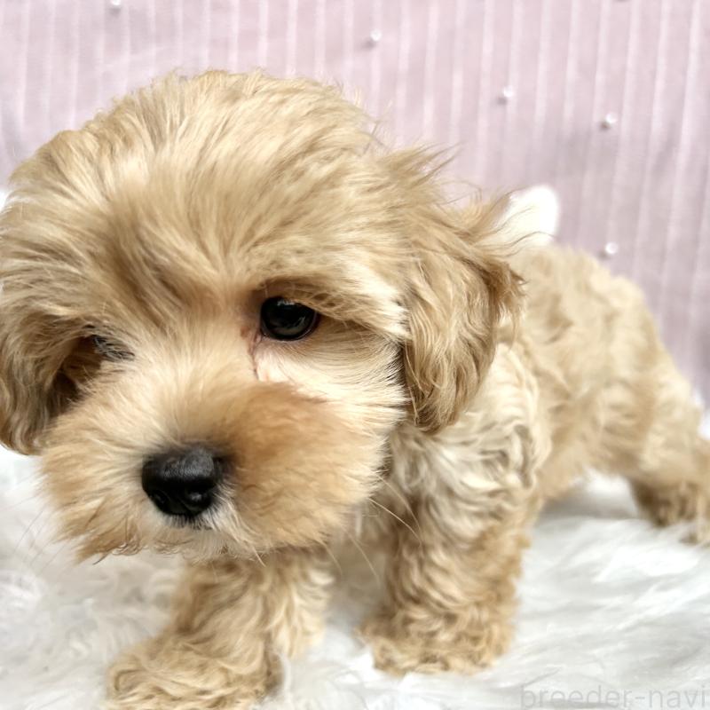 販売中の栃木県のマルプー:マルチーズ×トイプードル-415737の2枚目