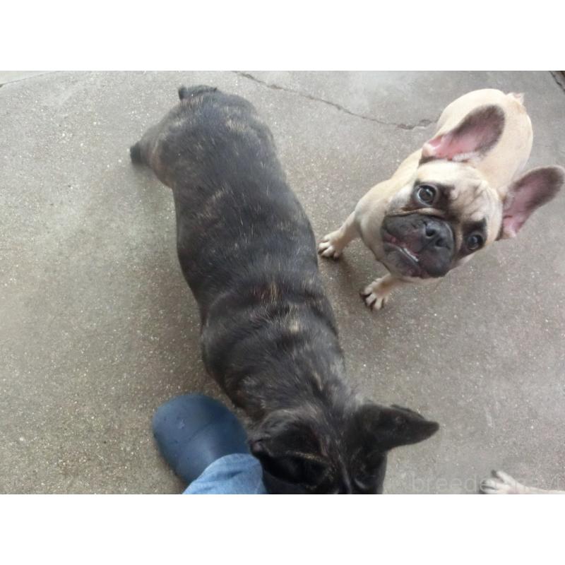 販売中の兵庫県のフレンチブルドッグ-380876の3枚目