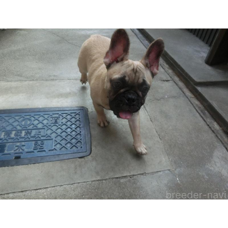 販売中の兵庫県のフレンチブルドッグ-380876の2枚目