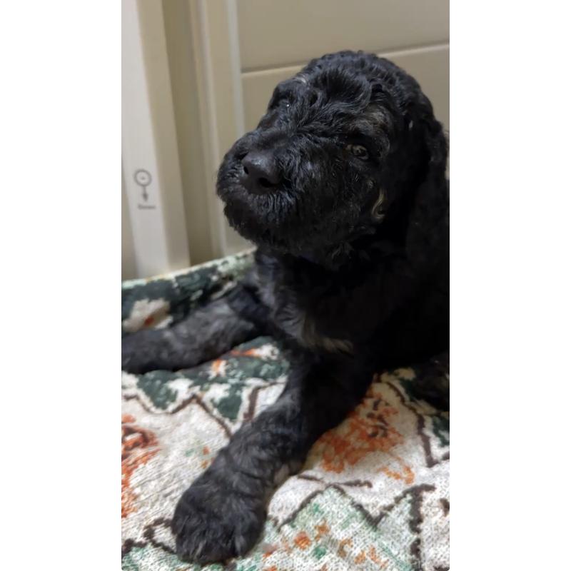 成約済の京都府のラブラドゥードル:ラブラドールレトリーバー×プードル-414708の2枚目