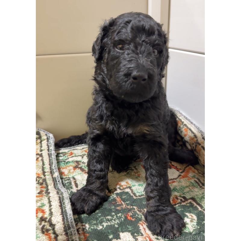 成約済の京都府のラブラドゥードル:ラブラドールレトリーバー×プードル-414761の5枚目