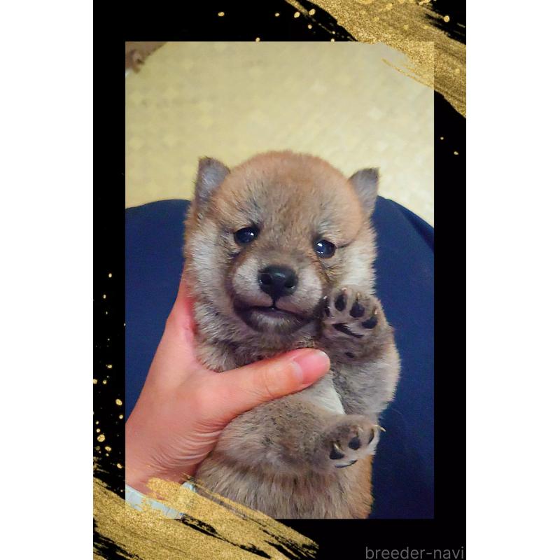 販売中の栃木県の柴犬-411154の5枚目