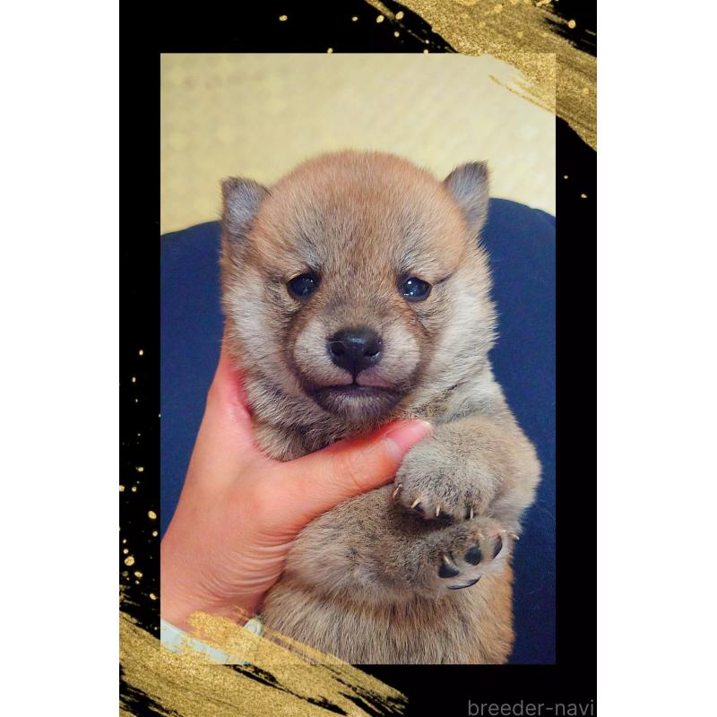 販売中の栃木県の柴犬-411154の4枚目