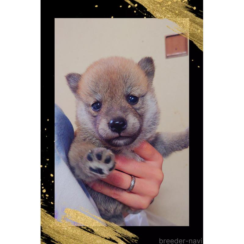 販売中の栃木県の柴犬-411154の3枚目