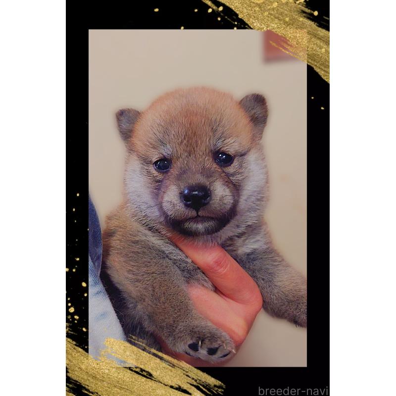 販売中の栃木県の柴犬-411154の2枚目