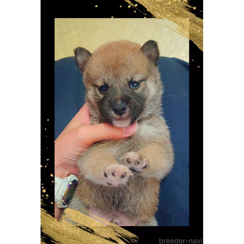 販売中の栃木県の柴犬-411153の5枚目