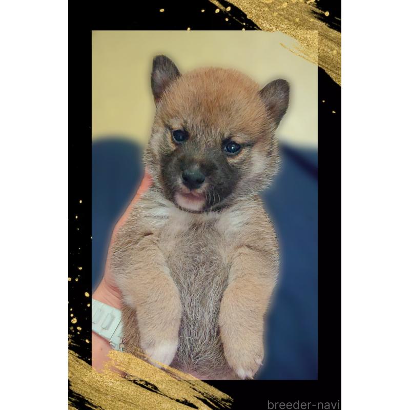 販売中の栃木県の柴犬-411153の4枚目