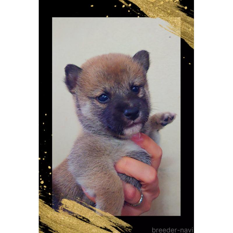販売中の栃木県の柴犬-411153の3枚目