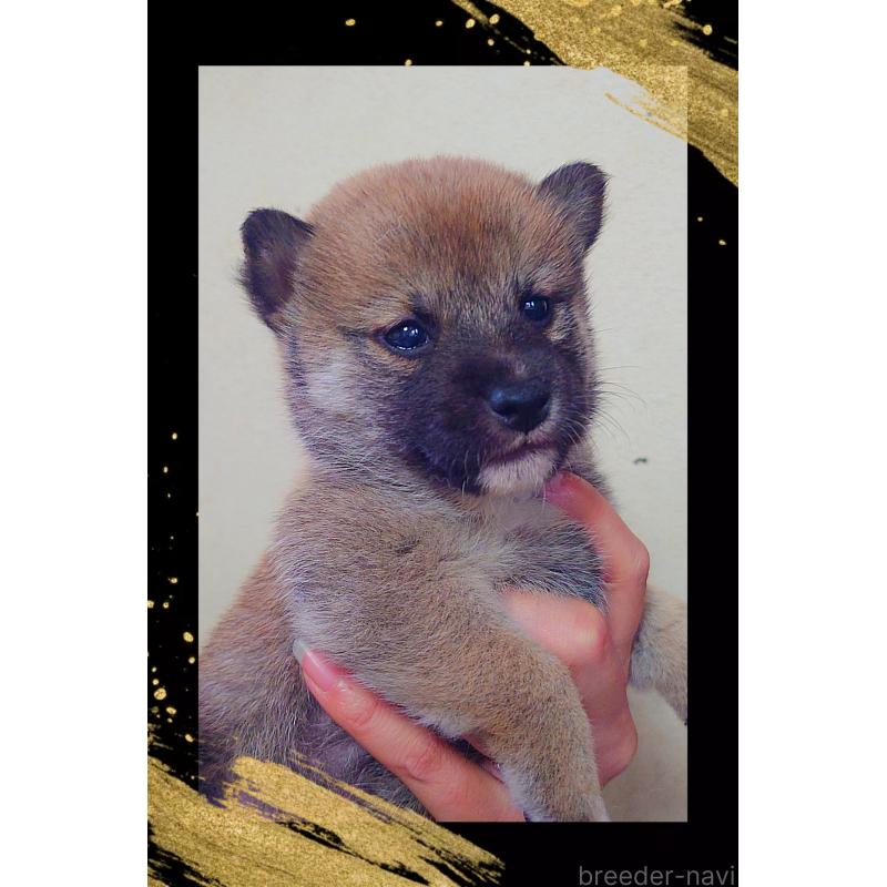 販売中の栃木県の柴犬-411153の2枚目