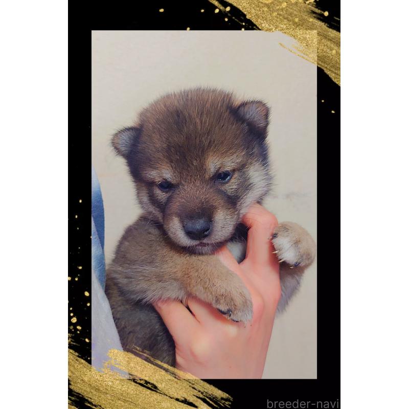 販売中の栃木県の柴犬-411160の4枚目
