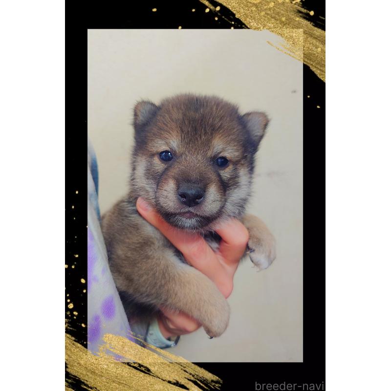 販売中の栃木県の柴犬-411160の3枚目