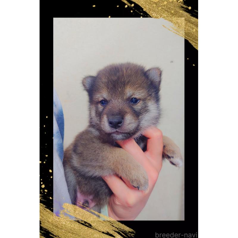 販売中の栃木県の柴犬-411160の2枚目