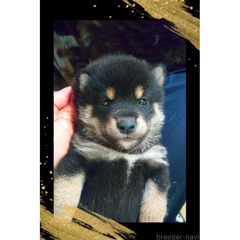 商談中の栃木県の柴犬-411159の4枚目