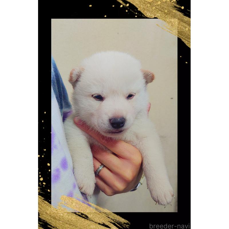 販売中の栃木県の柴犬-411158の4枚目