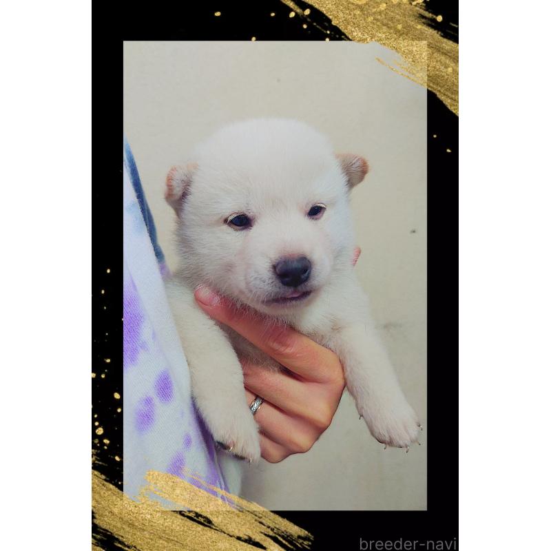 販売中の栃木県の柴犬-411158の3枚目