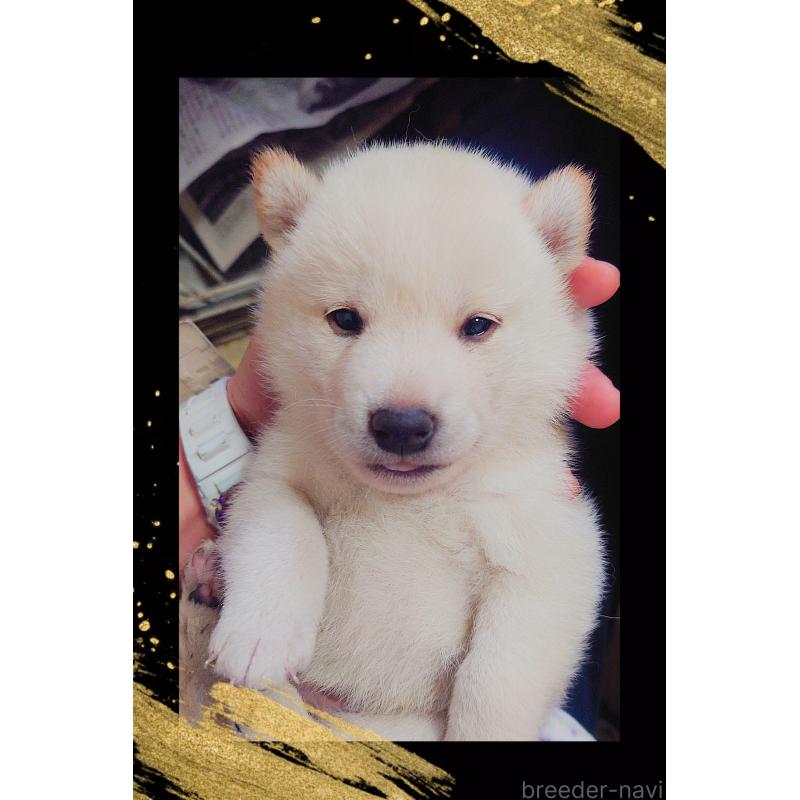 販売中の栃木県の柴犬-411158の2枚目