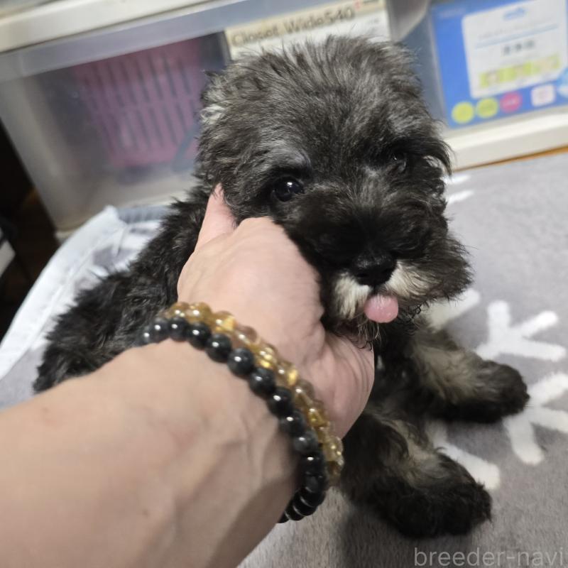 販売中の岡山県のミニチュアシュナウザー-406802の2枚目
