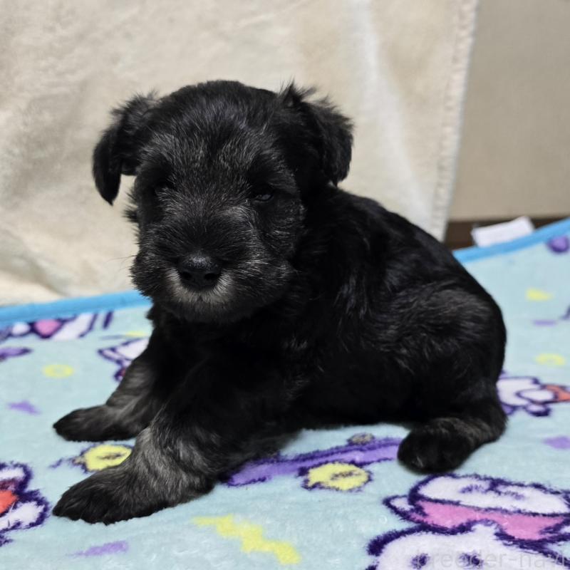 販売中の岡山県のミニチュアシュナウザー-412002の10枚目