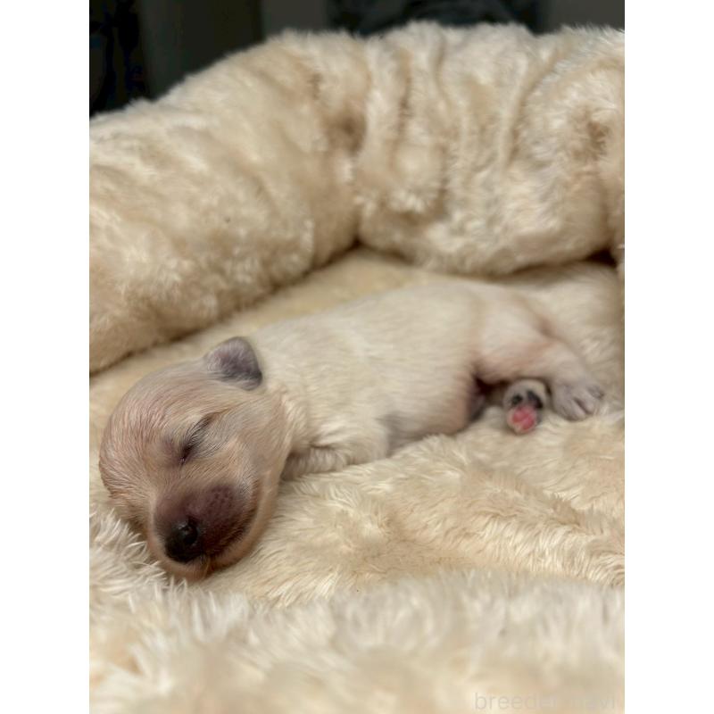 販売中の東京都のチワプー:チワワ×トイプードル-413689の9枚目