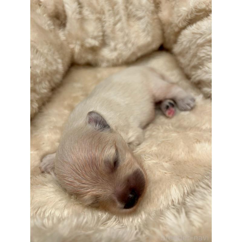 販売中の東京都のチワプー:チワワ×トイプードル-413689の6枚目