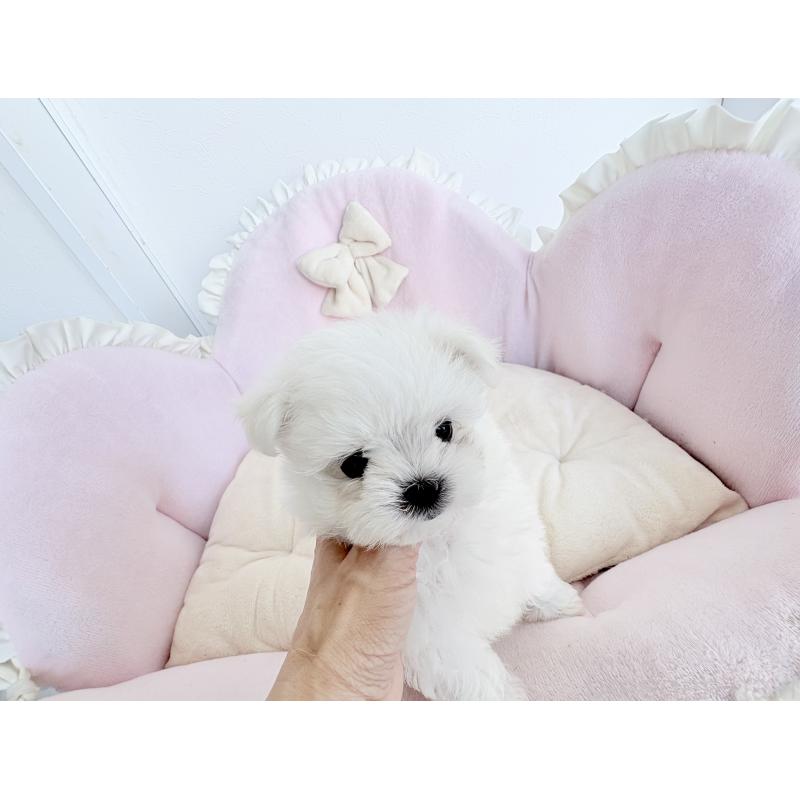 販売中の愛知県のポメマル:ポメラニアン×マルチーズ-415491の9枚目