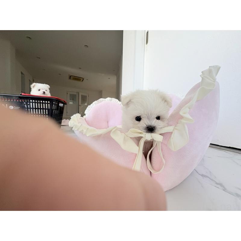 販売中の愛知県のポメマル:ポメラニアン×マルチーズ-415491の7枚目