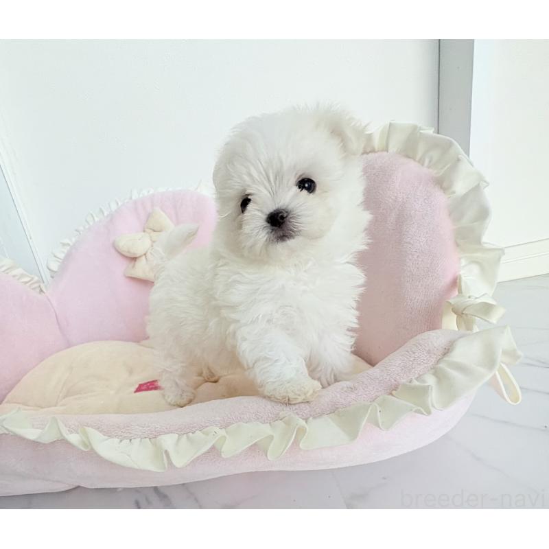 販売中の愛知県のポメマル:ポメラニアン×マルチーズ-415491の5枚目