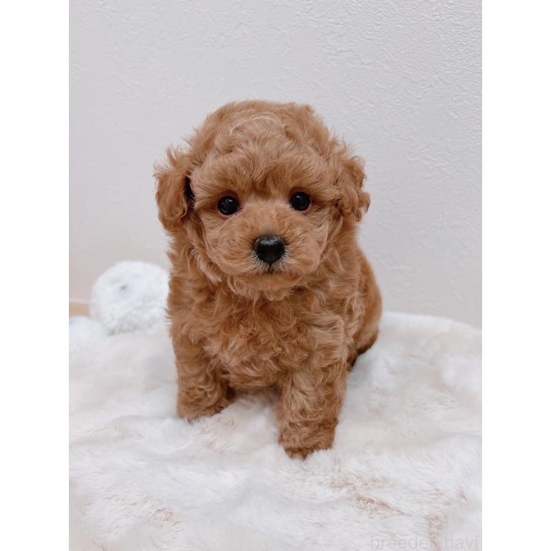 成約済の福岡県のタイニープードル-411642の4枚目