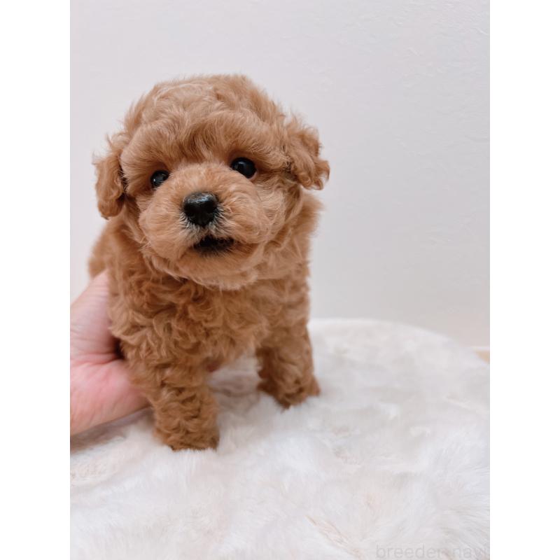 成約済の福岡県のタイニープードル-411642の3枚目